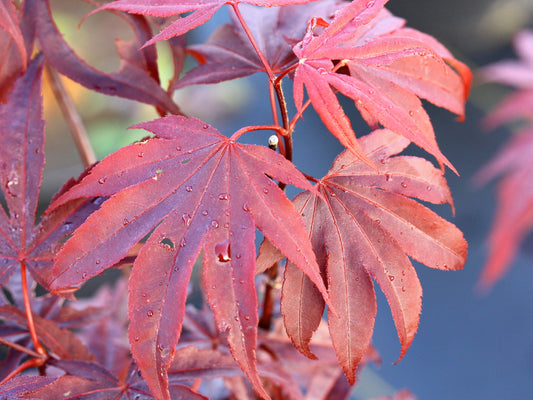 Acer palmatum Moonfire