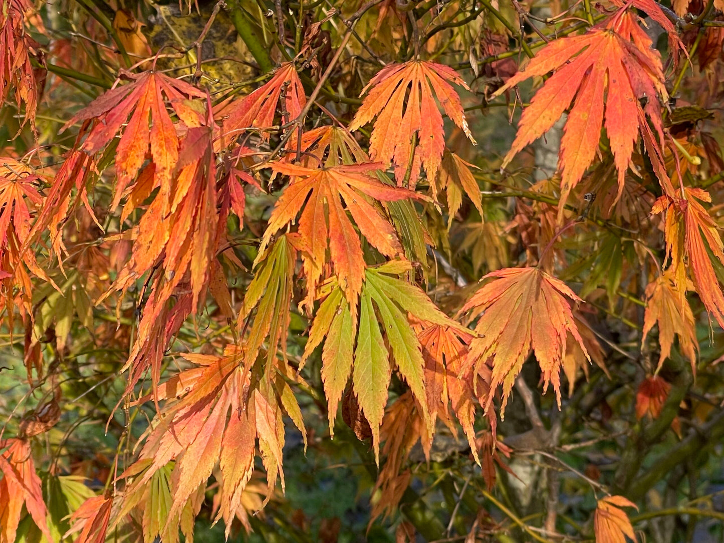 Acer palmatum Omurayama