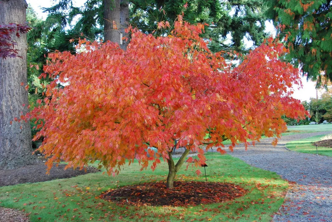 Acer palmatum Omurayama