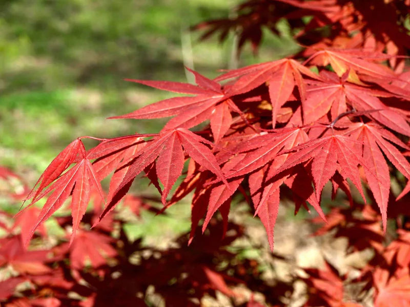 Acer palmatum Oshio beni