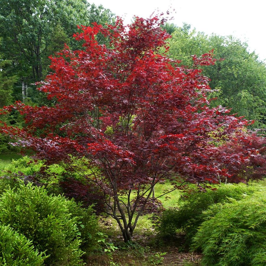 Acer palmatum Oshio beni