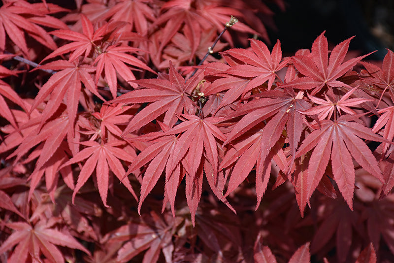 Acer palmatum Pixie