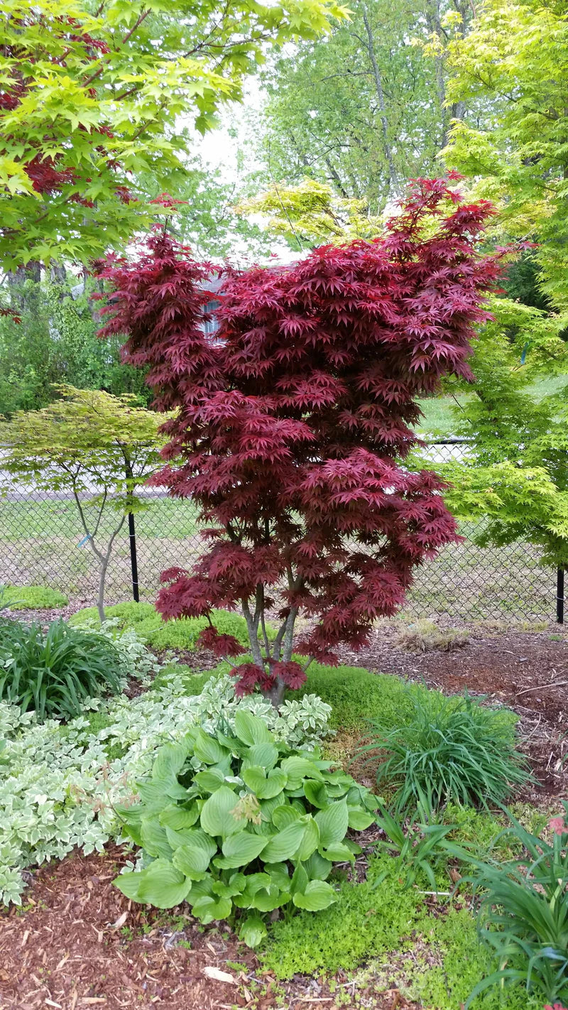 Acer palmatum Pixie