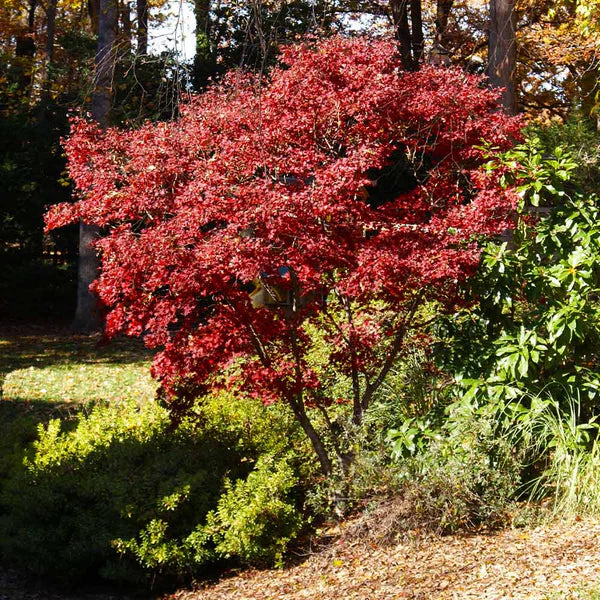 Acer palmatum Red Baron