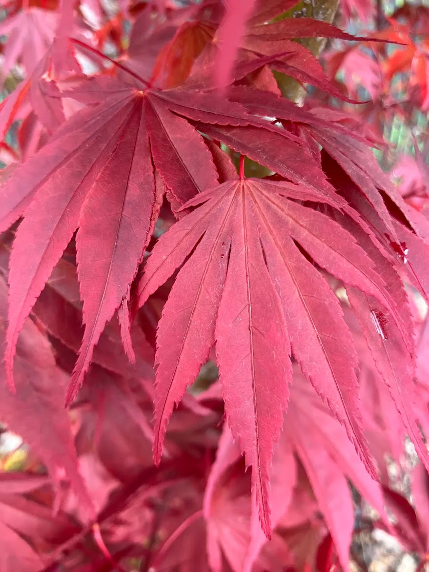 Acer shirasawanum Red dawn