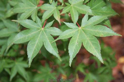 Acer palmatum Saotome