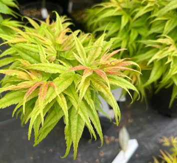 Acer palmatum Seiun kaku