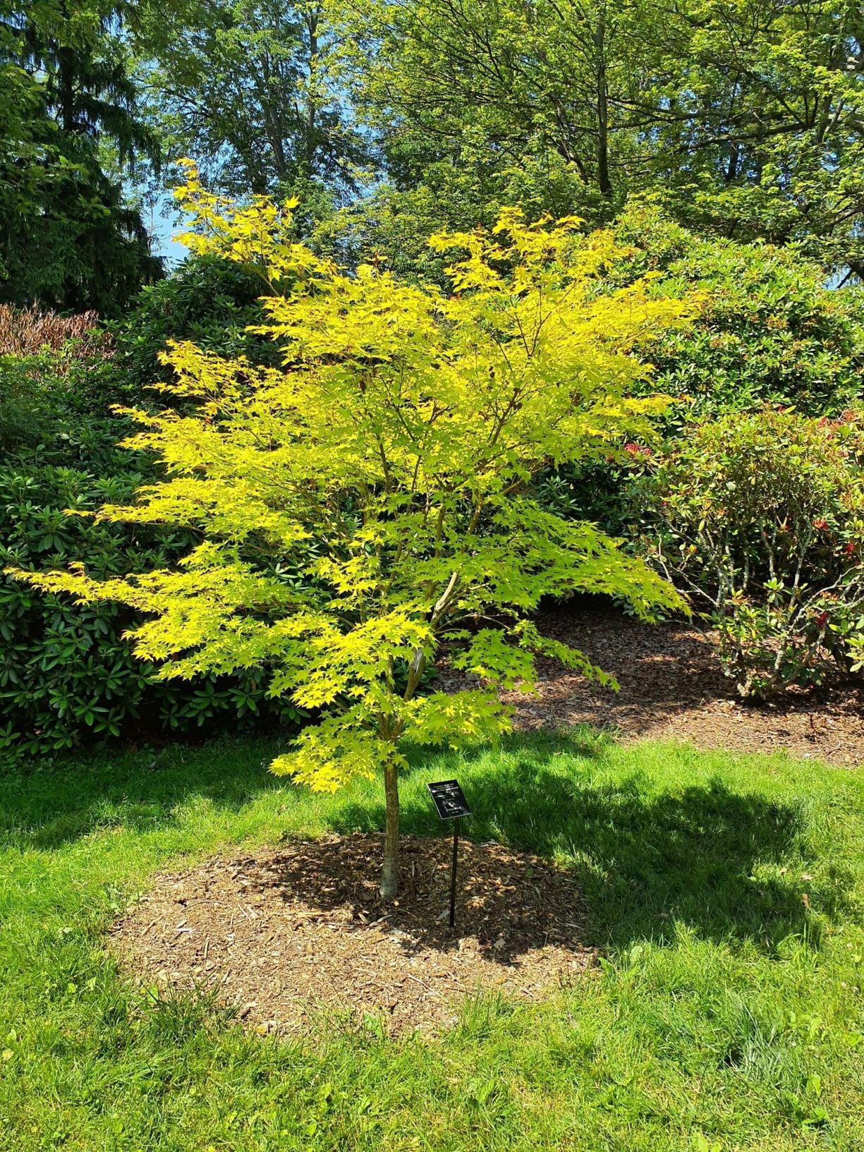 エックス19＋ Acer palmatum Summer Gold – zforcefarm