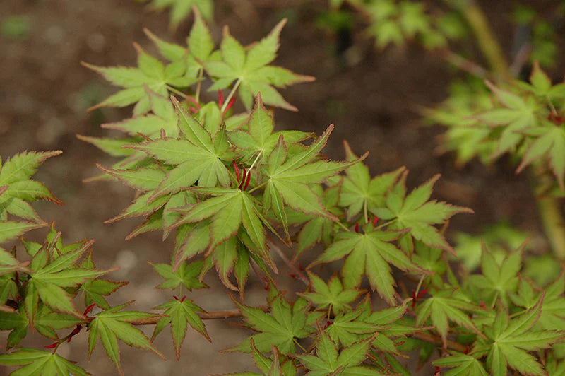 Acer palmatum Tsukasa silhouette