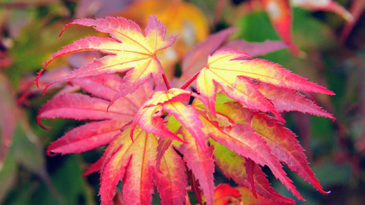 Acer palmatum Tsuma-gaki