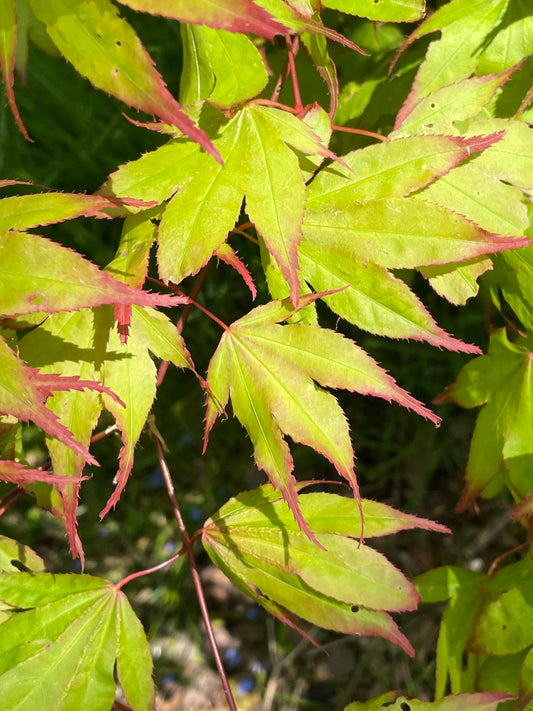 Acer palmatum Tsuma-gaki
