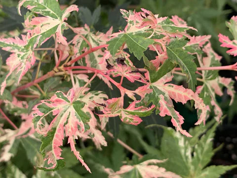 Acer palmatum Tsuru no mai