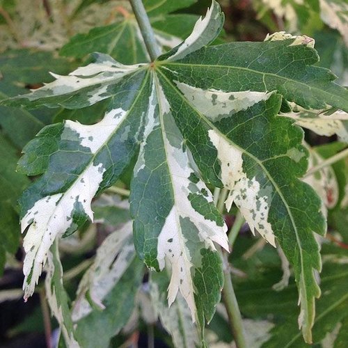Acer palmatum Tsuru no mai