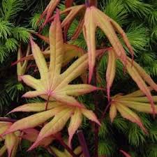 Acer palmatum Twilight