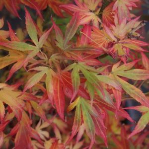 Acer palmatum Twilight