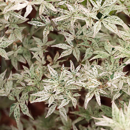 Acer palmatum Ukigumo