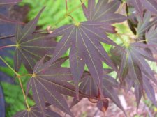 Acer palmatum Umegae