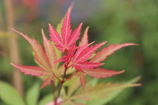 Acer palmatum Wakehurst Pink