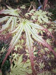 Acer palmatum White Peaches
