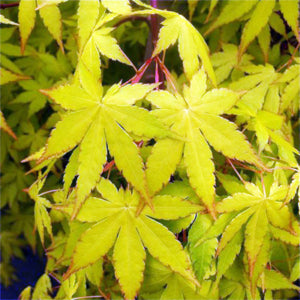 Acer palmatum Yellow Cascade