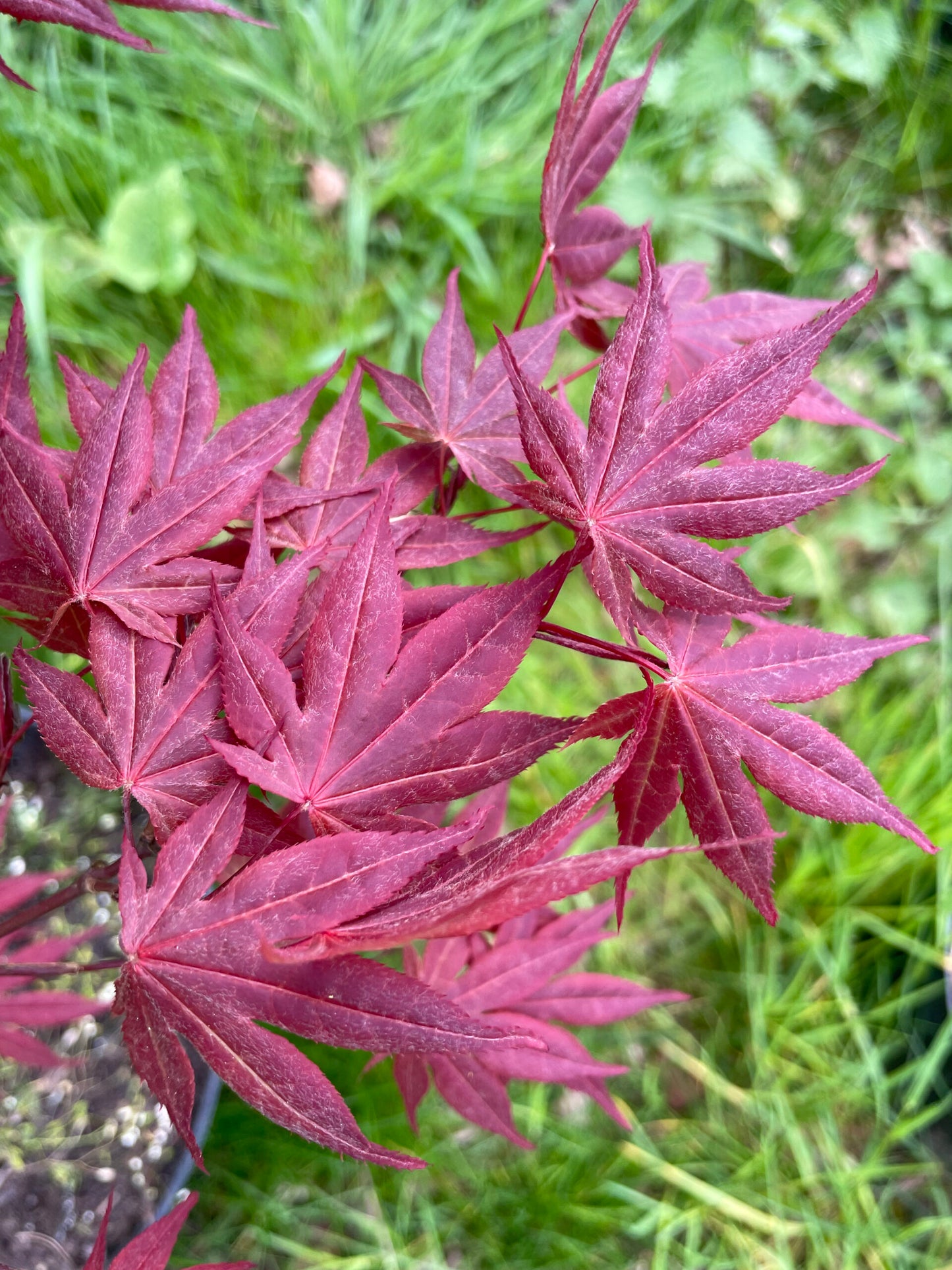 Acer palmatum Yezo nishiki