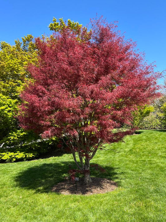 Acer palmatum 'Hubbs Red Willow'