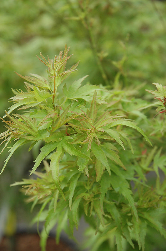 Acer Palmatum Kamagata