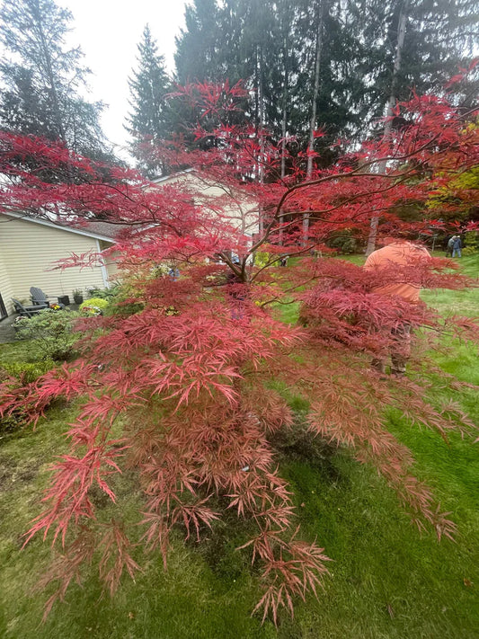 Specialty Japanese Maple – Page 4 – zforcefarm