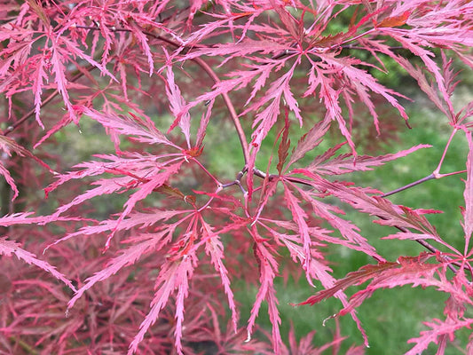 Specialty Japanese Maple – Page 4 – zforcefarm