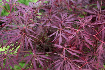 Acer palmatum dissectum Lion Heart