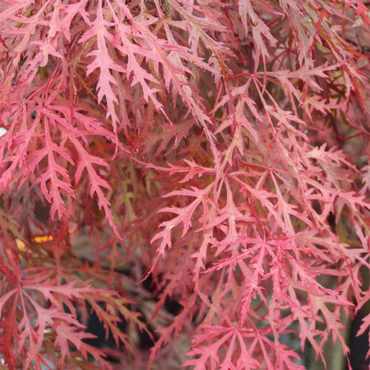 Specialty Japanese Maple – Page 4 – zforcefarm
