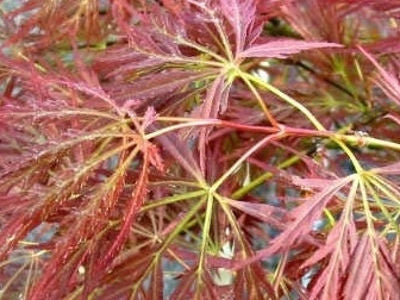 Specialty Japanese Maple – Page 4 – zforcefarm