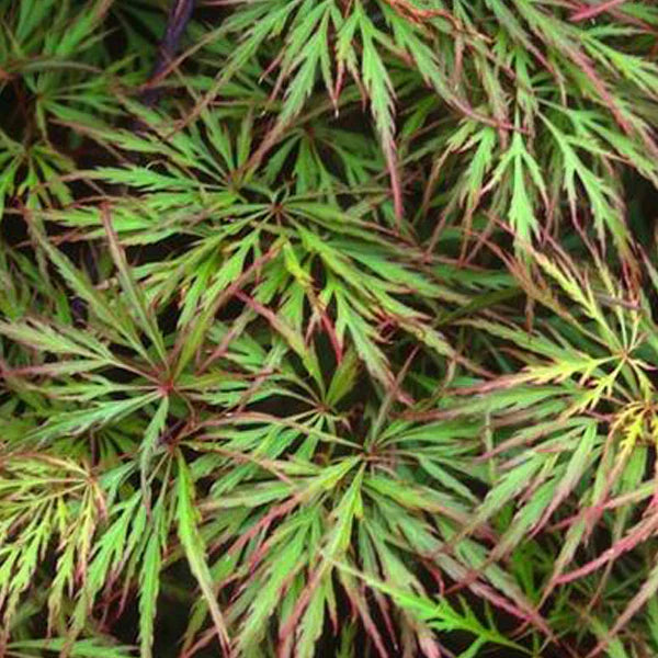 Acer palmatum dissectum Shu Shidare