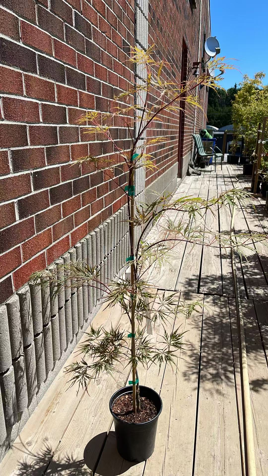 Acer palmatum dissectum Shu Shidare