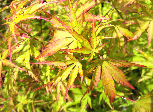 Acer palmatum wou Nishiki