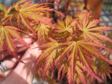 Acer palmatum wou Nishiki