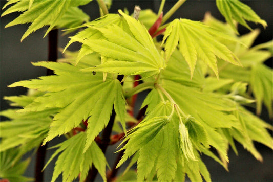 Acer shirasawanum Jordan