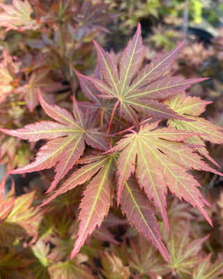 Acer shirasawanum Mirte