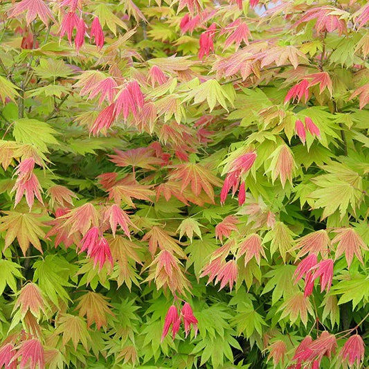 Acer shirasawanum Moonrise