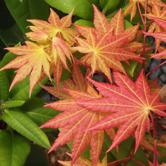 Acer shirasawanum Moonrise