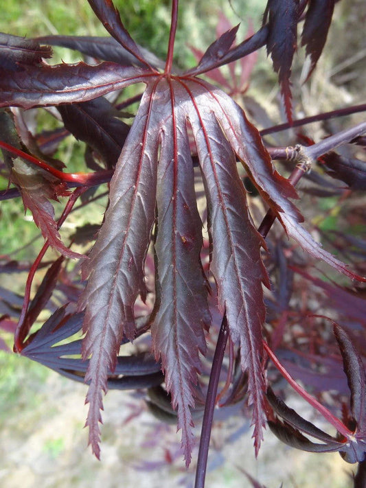 Acer shirasawanum Purple Thunder