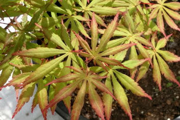 Acer shirasawanum Seasons of Change