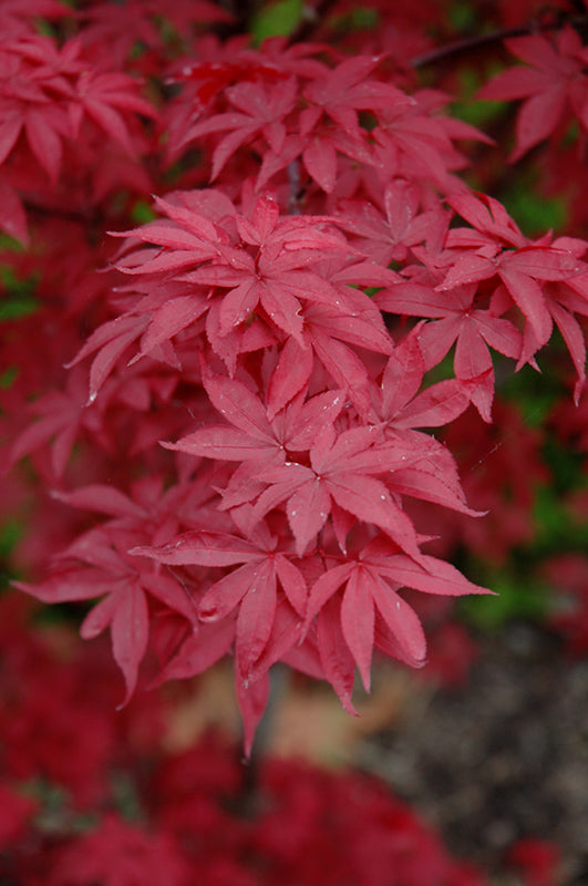 Acer Shirasawanum Twombly's Red Sentinel'