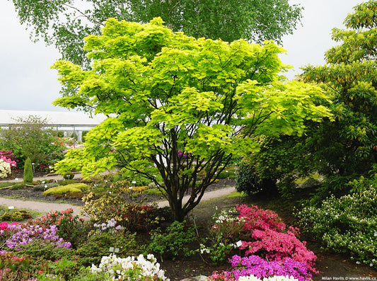 Acer Shirasawanum 'Aureum'/ "Golden Full Moon"