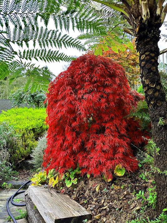 Acer Palmatum 'Orangeola'