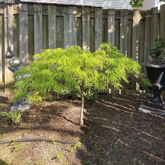 Acer Shirasawanum 'Water fall'