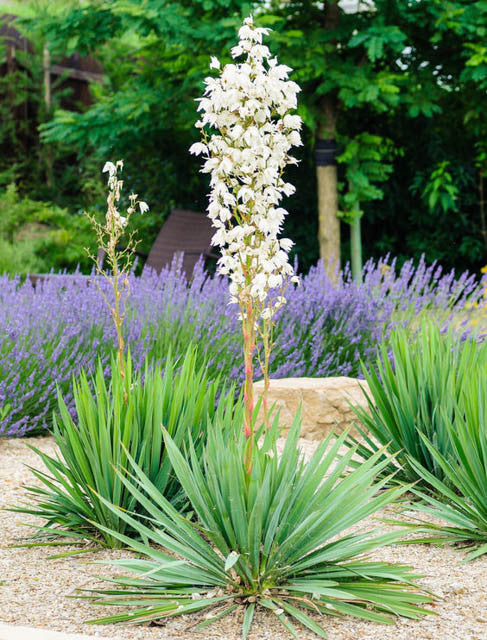 Adam's Needle Yucca