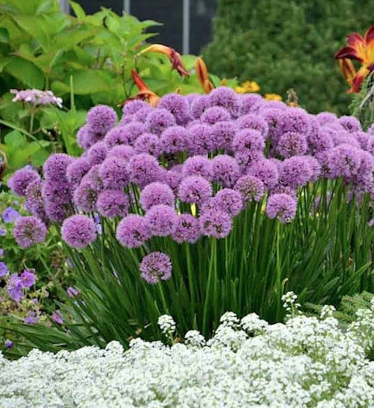 Allium 'Millenium'