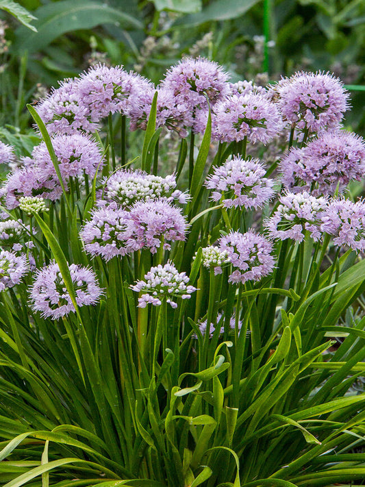 Allium 'Summer Peek-a-Boo'