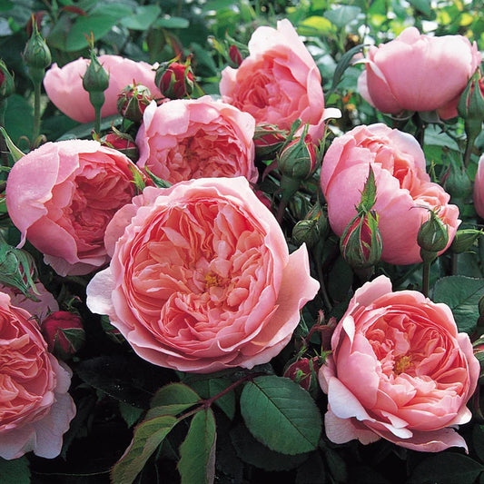 The Alnwick® Rose™ David Austin